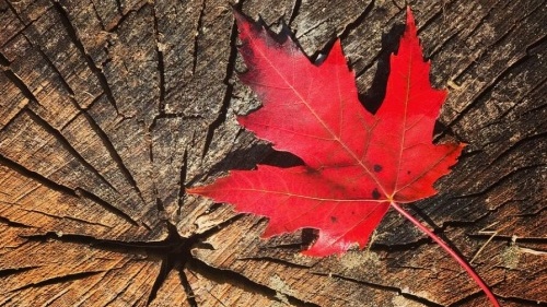 �ذ�!���ô�����͹��͹����������׽�